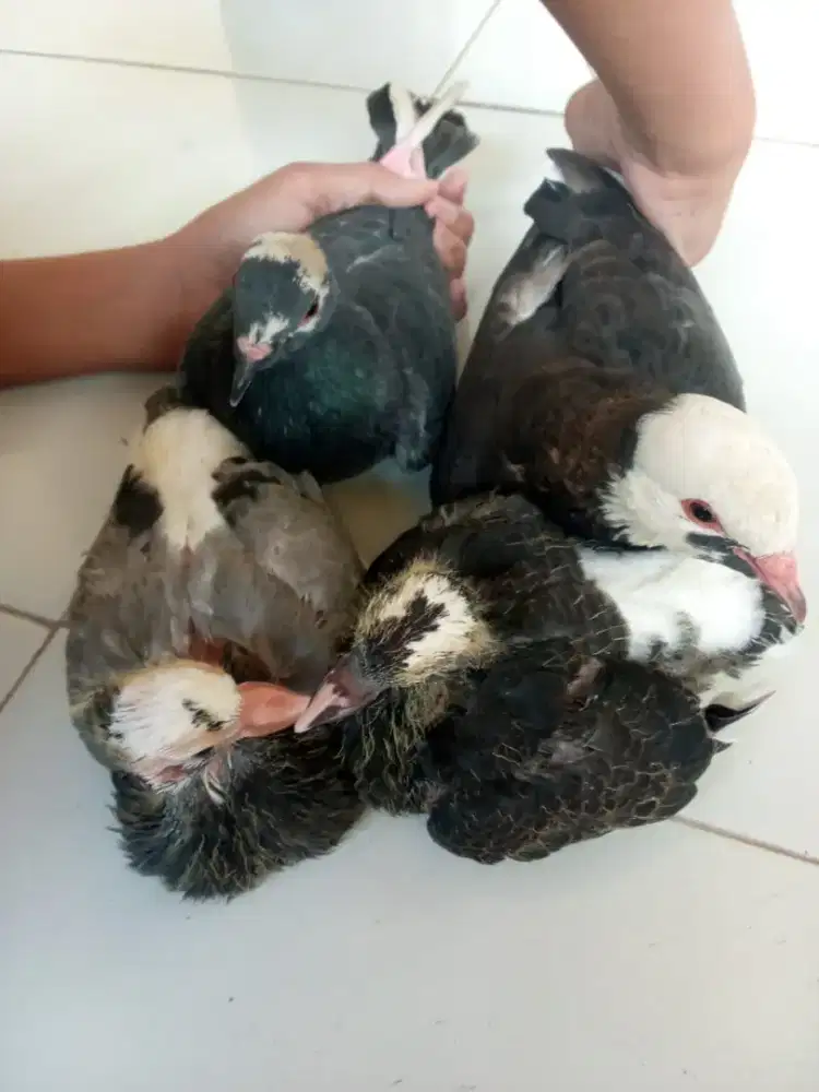 Jual Merpati dan piyikan