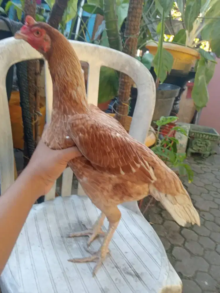 Ayam betina BK Mangon pkul keras