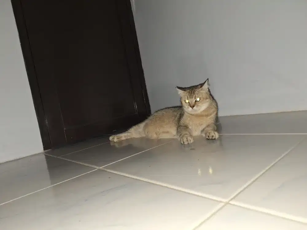 Bsh betina golden ny25 FREE PETCARGO