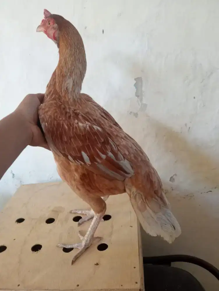 Ayam betina body sip Jenis Mangon bk