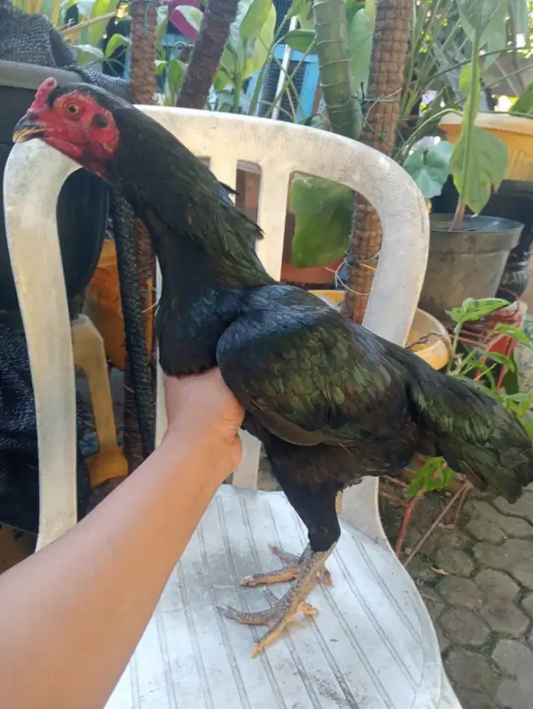 Ayam Betina BK pkul keras