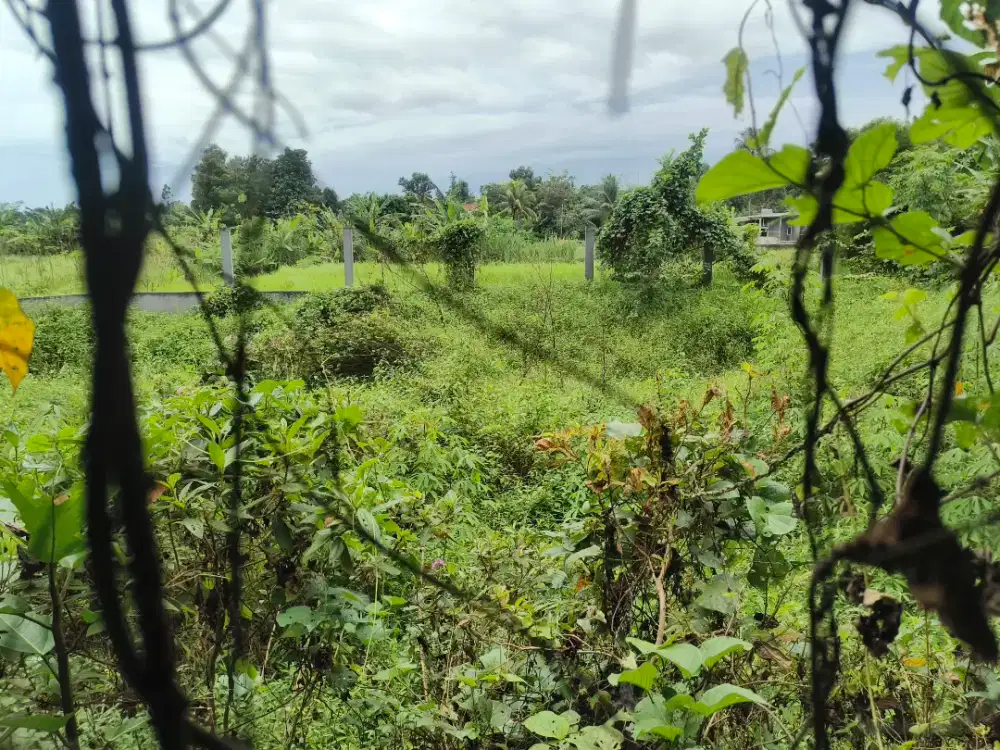 Dijual tanah 1Km st Daru dengan luas 1840 m² dan 1173 m²