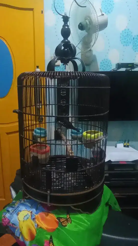 Jual burung Anis kembang betina fullset
