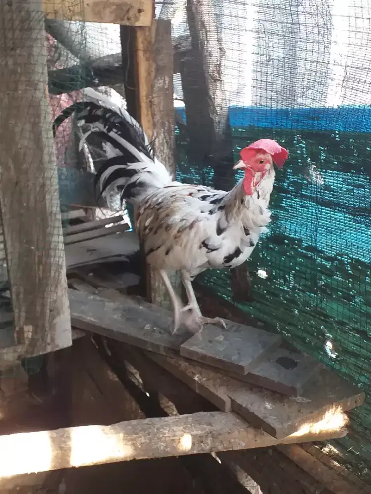 Ayam bekisar udah udah kokok