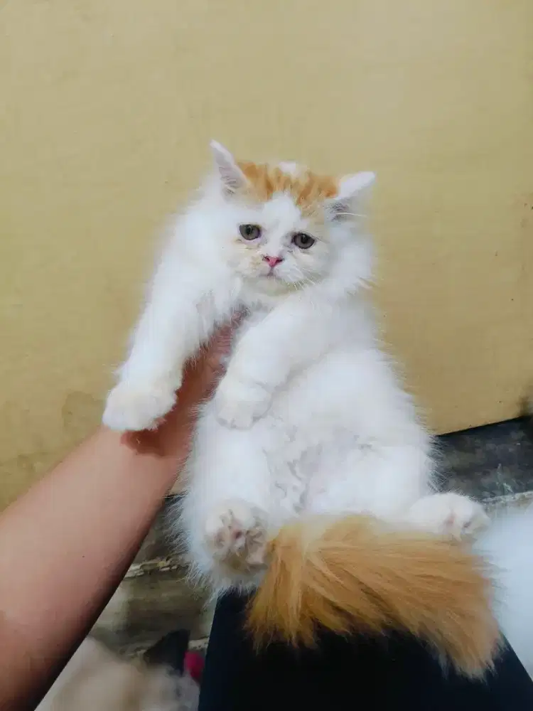 Kitten Flatnose jantan