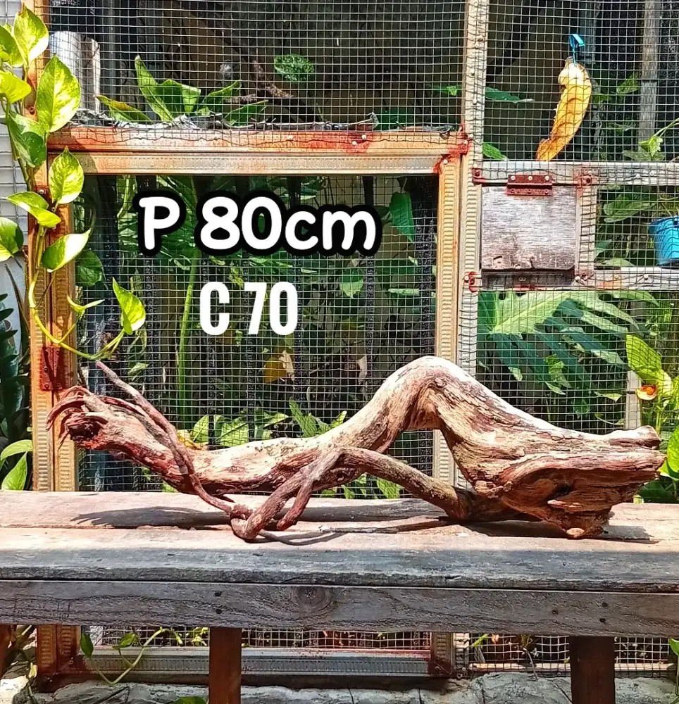 KAYU SANTIGI HIASAN AQUARIUM KAYU AQUASCAPE