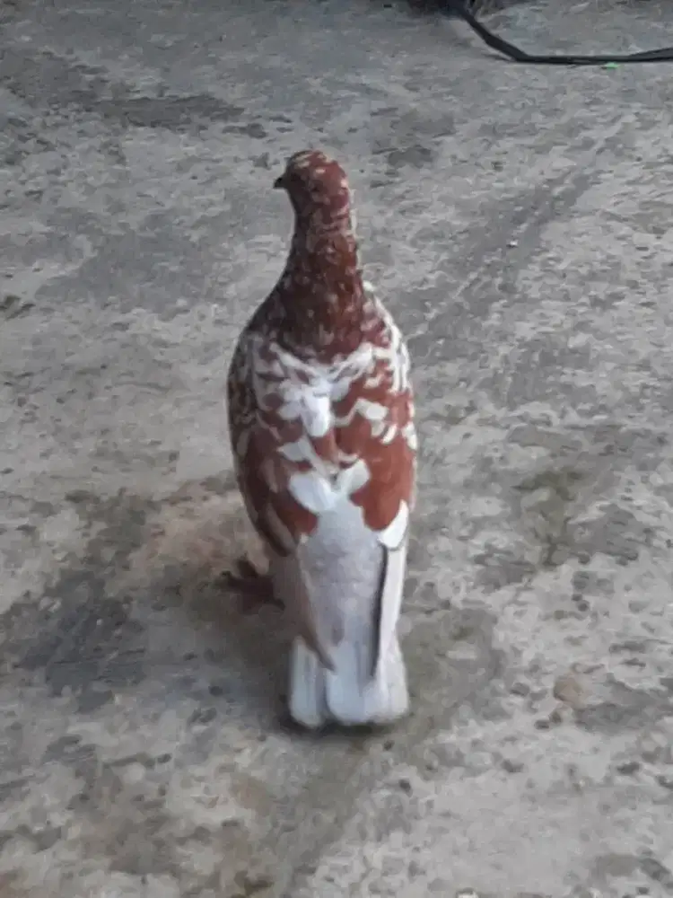 Merpati jantan muda tinggian