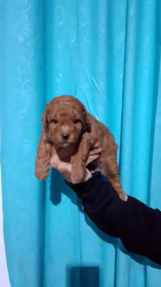 Tiny poodle jantan