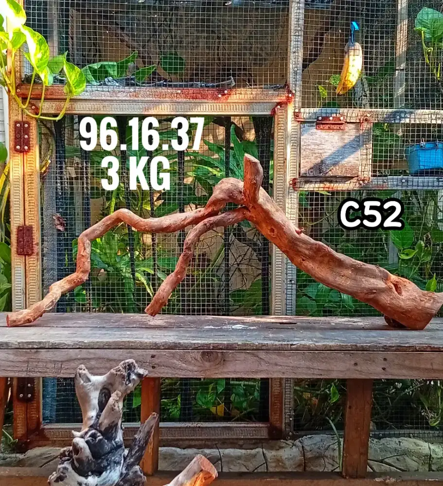 KAYU SANTIGI KAYU AQUASCAPE HIASAN AQUARIUM