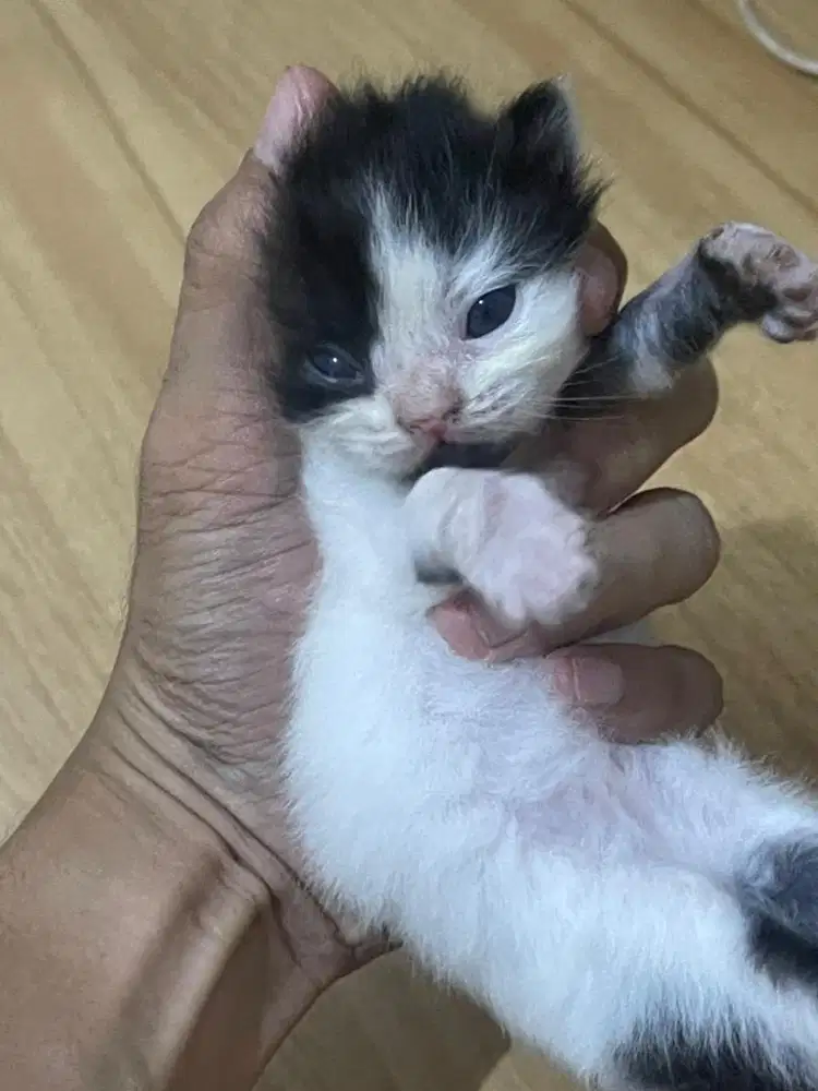 Dijual anakan persia