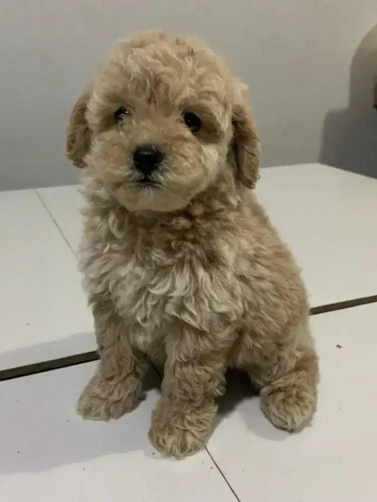 Red & Apricot Light Toy Poodle