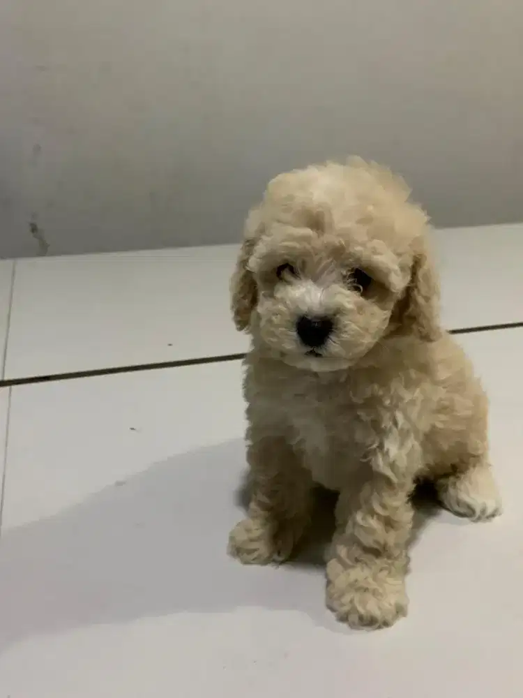Apricot Light & Red Toy Poodle STB & Kosongan