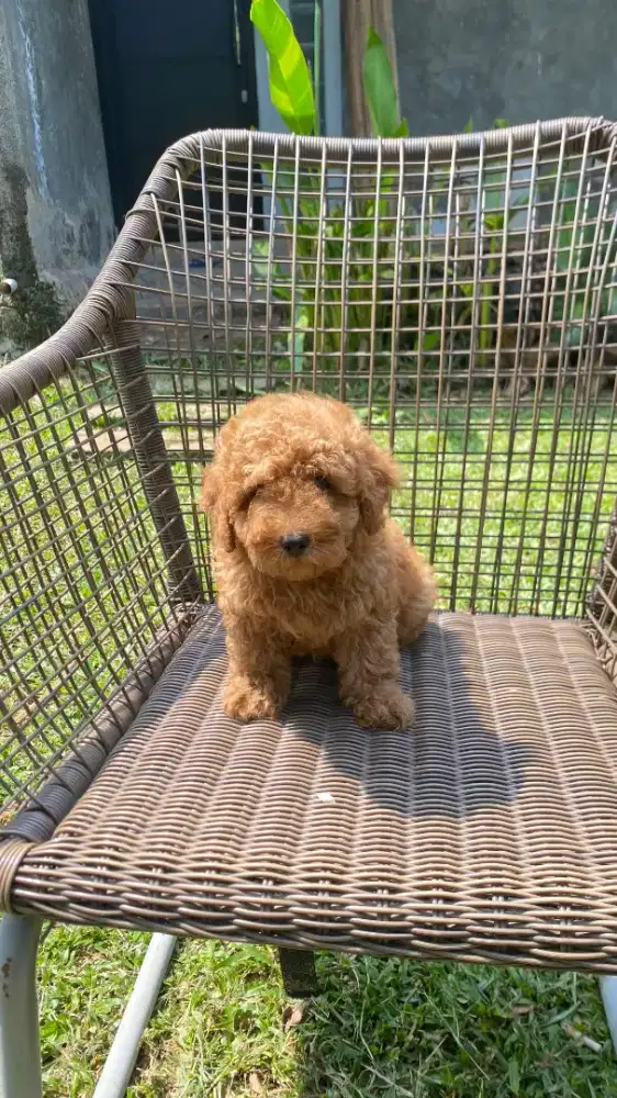 Red Toy Poodle Female & Apricot Light Toy Poodle