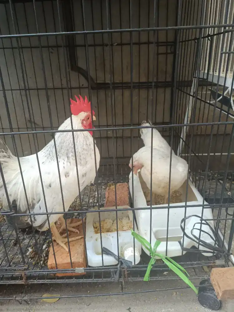 Dijual ayam kate putih ekor blirik mutiara