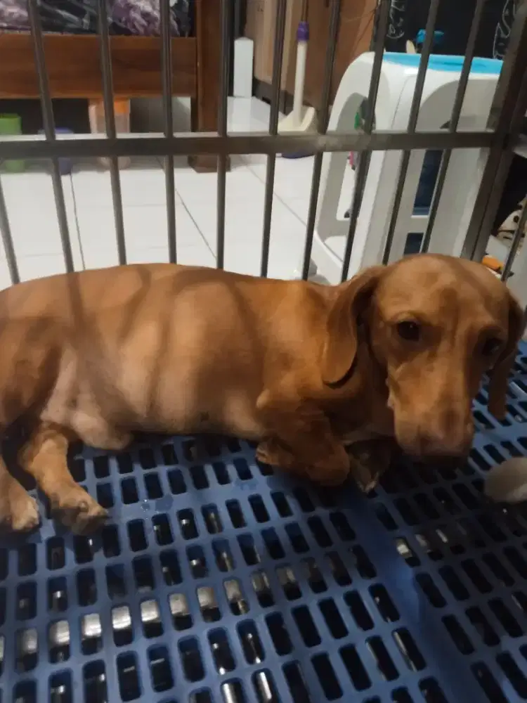 Dacshund/Tekel jantan umur 1 tahun stngh, mahar A6 nego