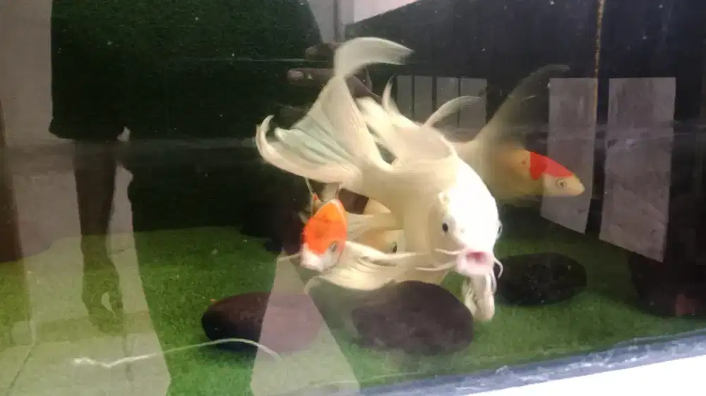 Ikan koi slayer + Kapiat jumbo