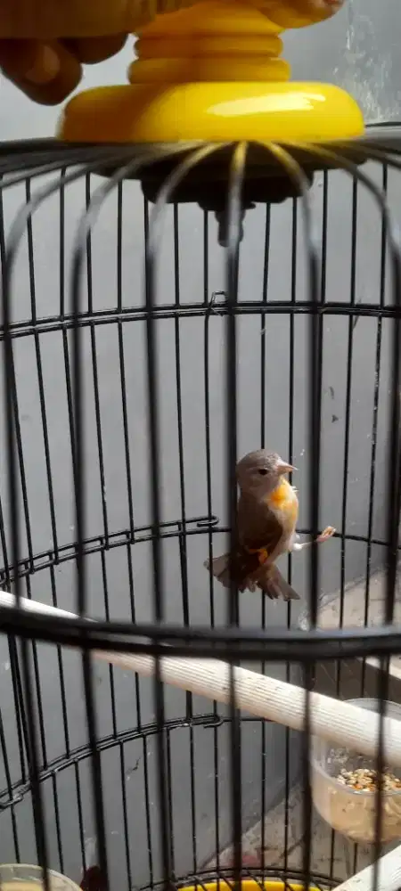 Redsiskin dilut betina dewasa