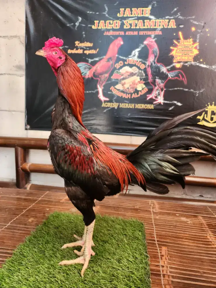 Ayam bangkok bk pakoy super tehnik gulung pukul kerass