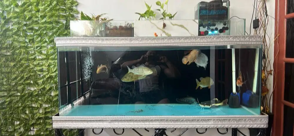 aquarium full sabuk 140x60x60