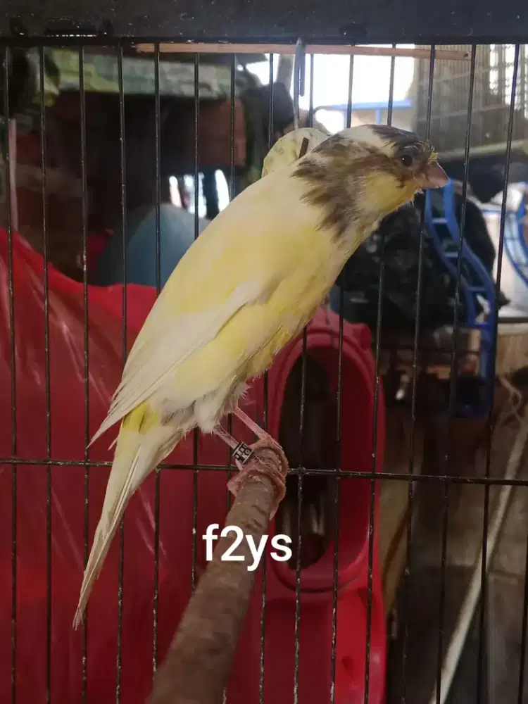 Burung kenari f2ys paud