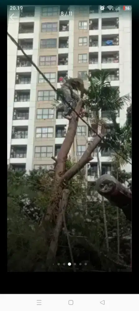 Jasa tebang pohon dan potong rumput
