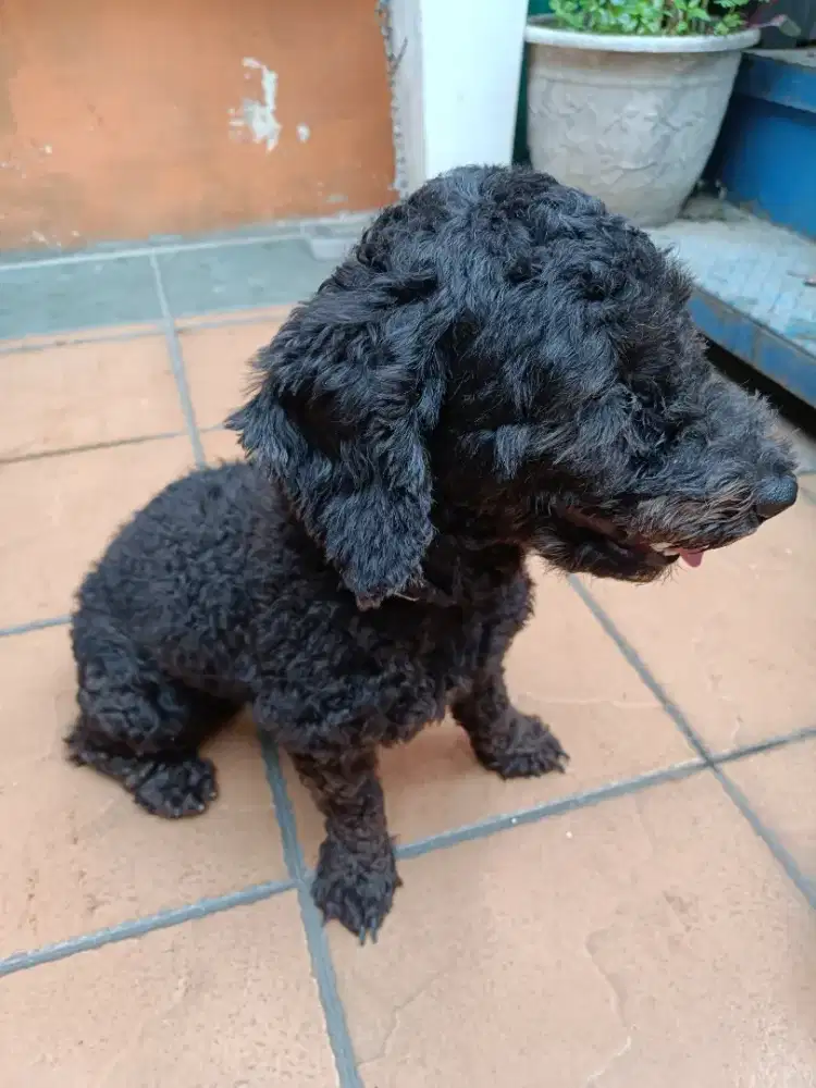 Open Adop Anjing Mini Poodle