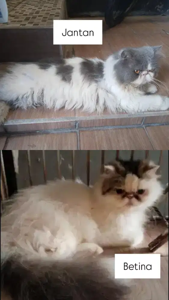 Persia Peaknose Sepasang