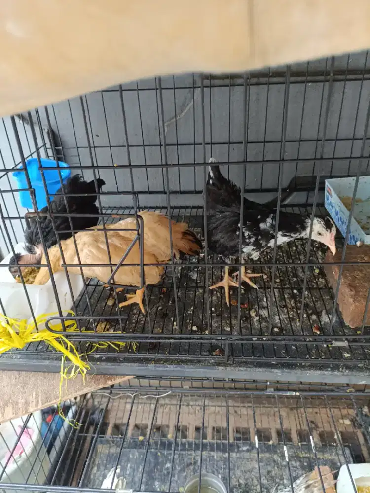 Dijual ayam kate ada 3 ekor