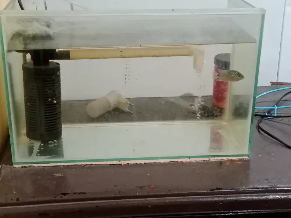 aquarium dan isinya ikan lohan ukuran2 jari,barter burung parkit lokal