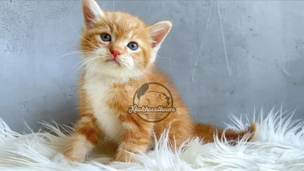Persia jantan lucu murmer