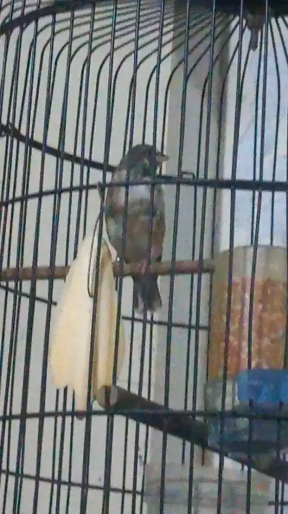 Blackthroat jantan gacor