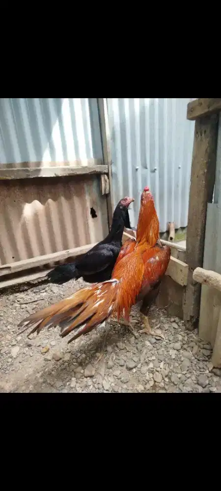 Jantan bangkok ekor lidi