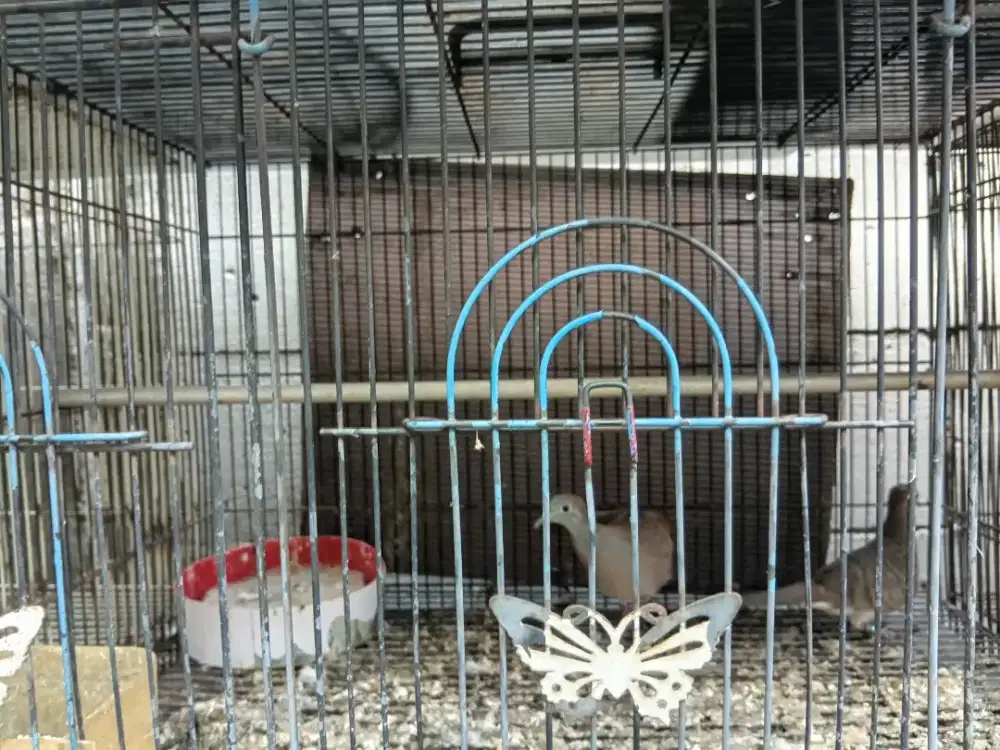 Jual burung perkutut