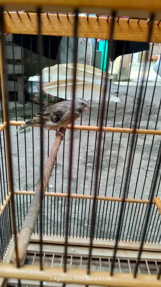 Burung blackstrot gacor