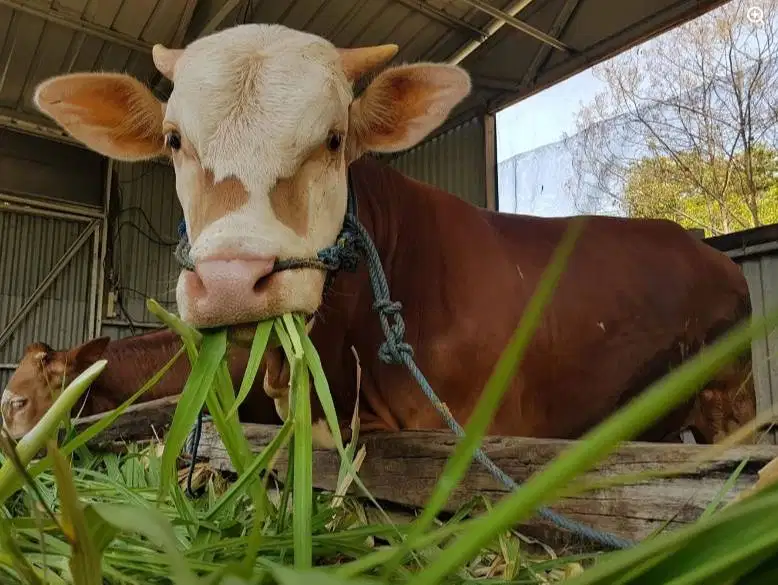 sapi jantan 400kiloan siap piara ternak penggemukan potongan hajatan