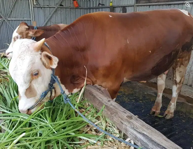 sapi jantan 400kiloan siap piara ternak penggemukan potongan hajatan