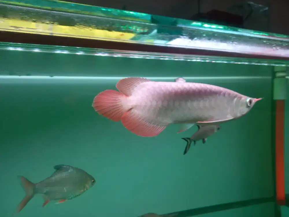 Arwana super red