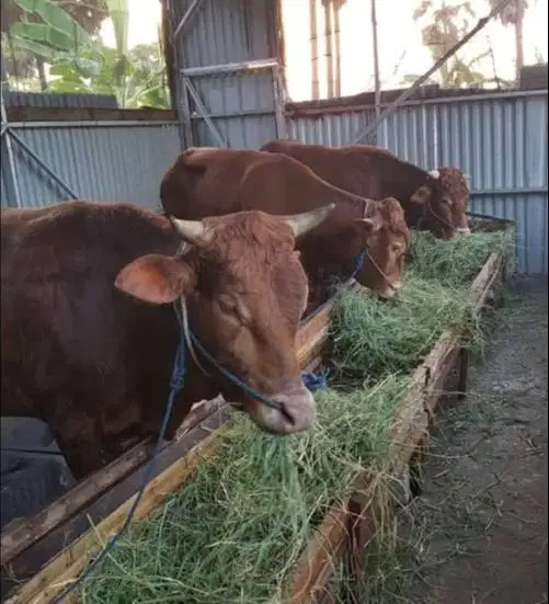 sapi jantan 400kiloan siap penggemukan ternak piara hobby potong nazar