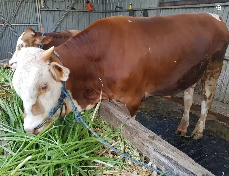 sapi jantan 400kiloan siap penggemukan ternak piara hobby potong nazar