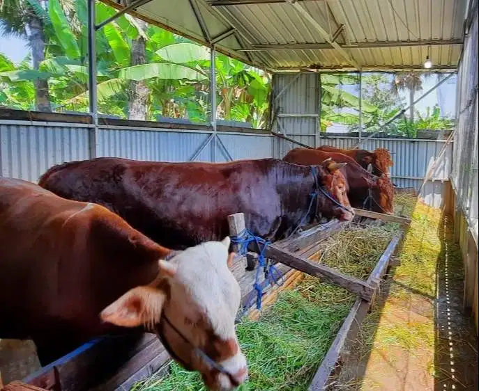 sapi jantan 400kiloan siap penggemukan ternak piara potong hajat nazar