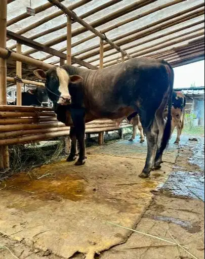 sapi jantan 400kiloan siap penggemukan ternak piara potong hajat nazar