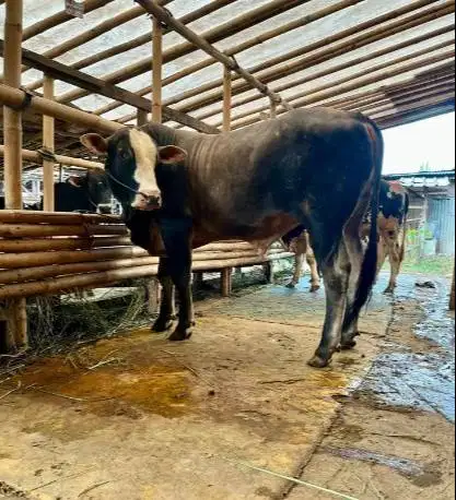 sapi jantan 400kiloan siap ternak penggemukan nazar potongan piara top