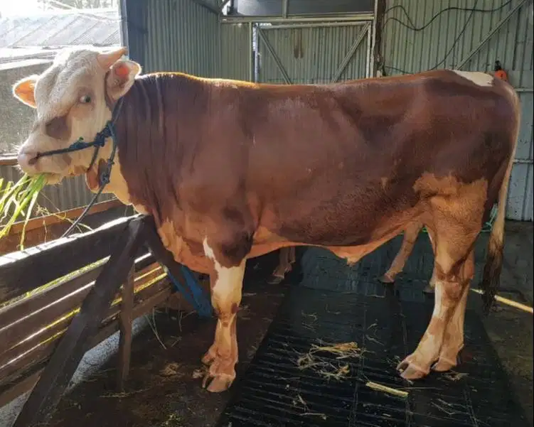 sapi jantan 400kiloan siap ternak penggemukan nazar potongan piara top