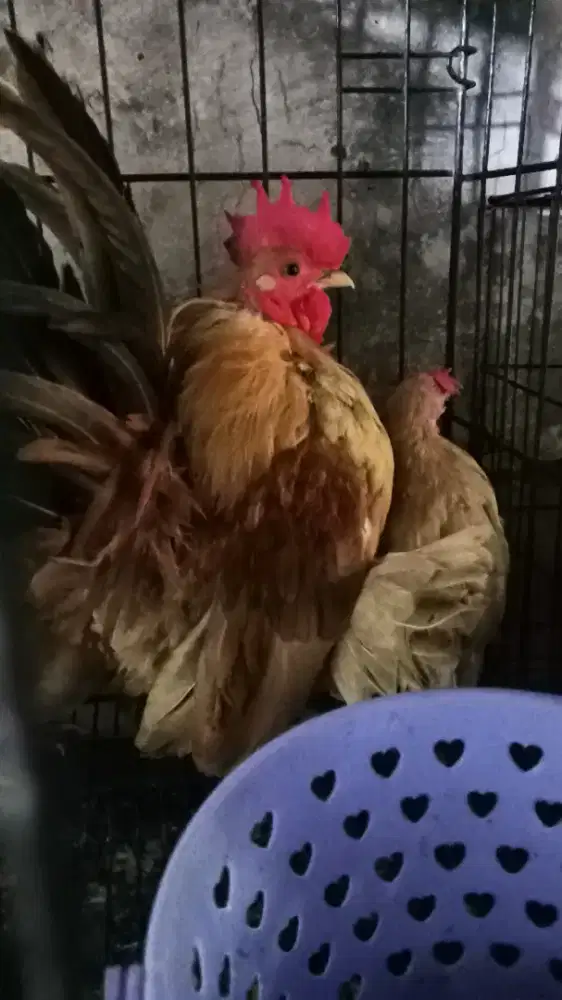Dijual ayam Kate