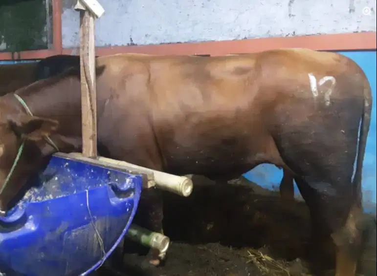 sapi jantan 400kiloan siap ternak piara penggemukan nazar potongan top