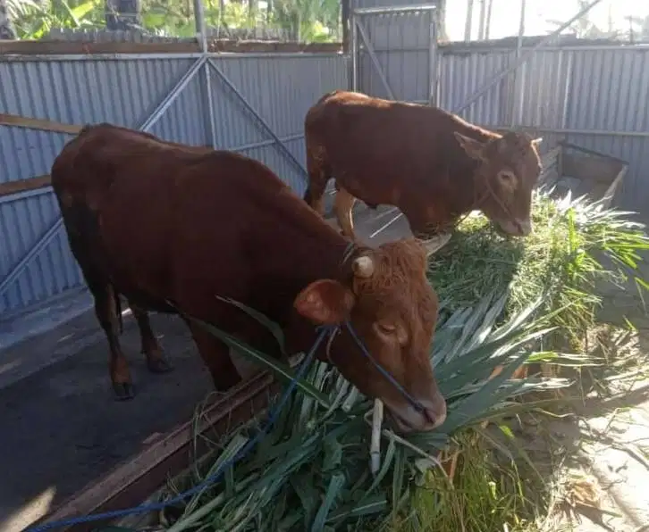 sapi jantan 400kiloan siap ternak piara penggemukan nazar potongan top