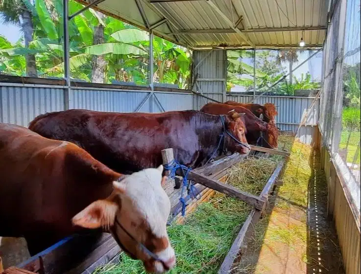 sapi jantan 400kiloan siap potong nazar hajatan ternak penggemukan top