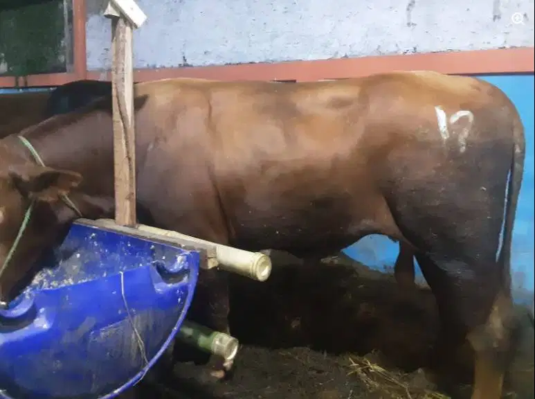 sapi jantan 400kiloan siap potong nazar hajatan ternak penggemukan top