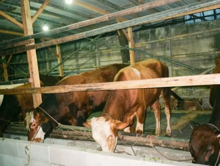 sapi jantan 400kiloan siap potong nazar hajatan ternak penggemukan top