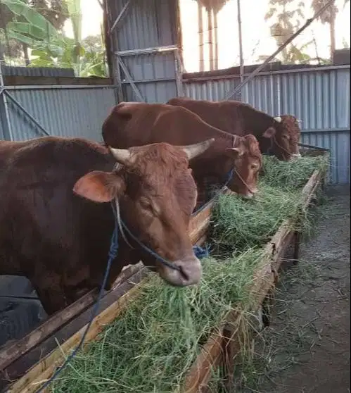 sapi jantan 400kiloan siap ternak piara penggemukan potongan nazar top